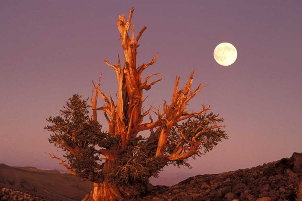 CA, Inyo NF, Full moon rising in Pine Forest